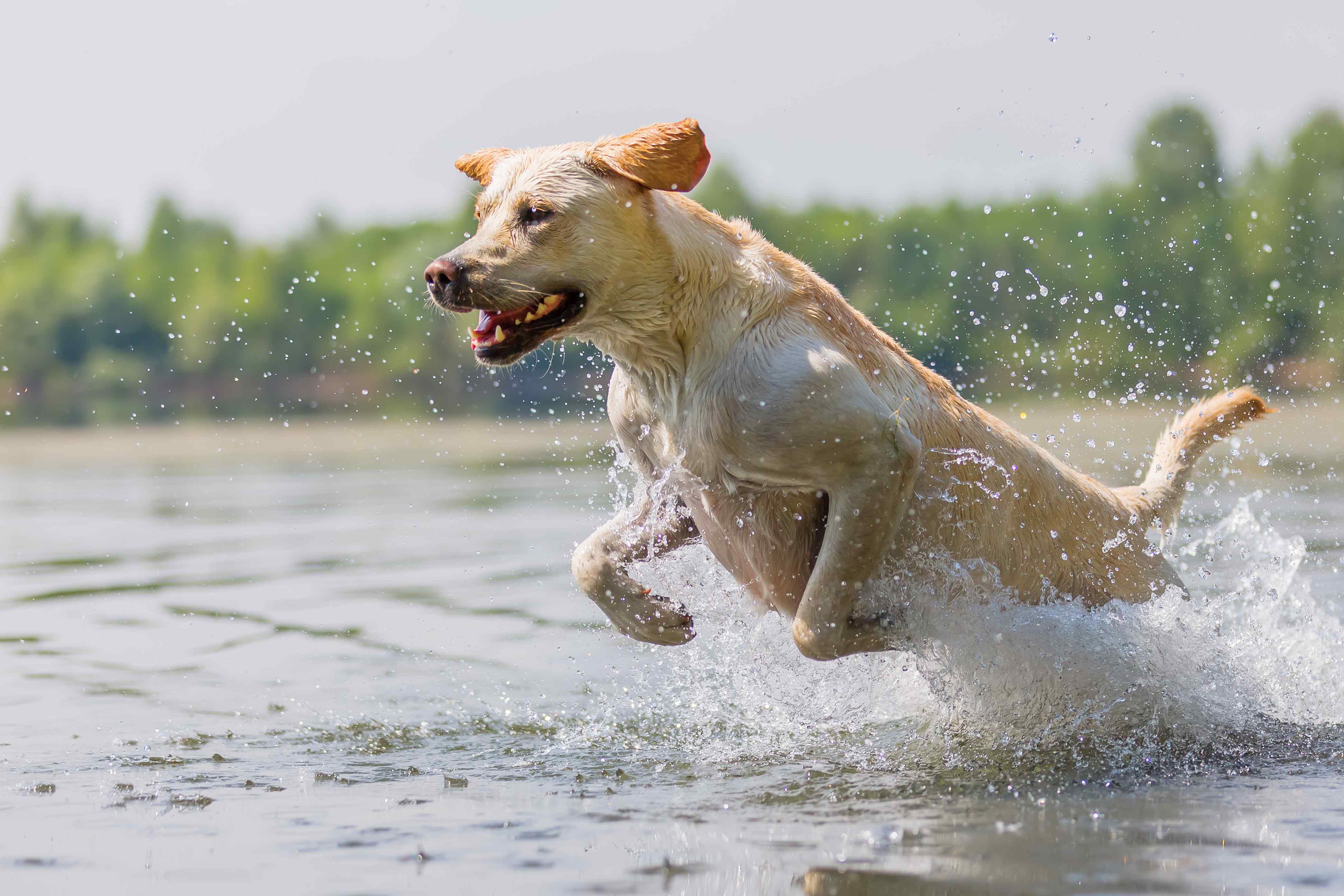 A dog running through water.