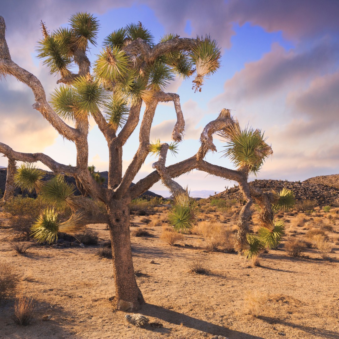 Joshua Tree National Park